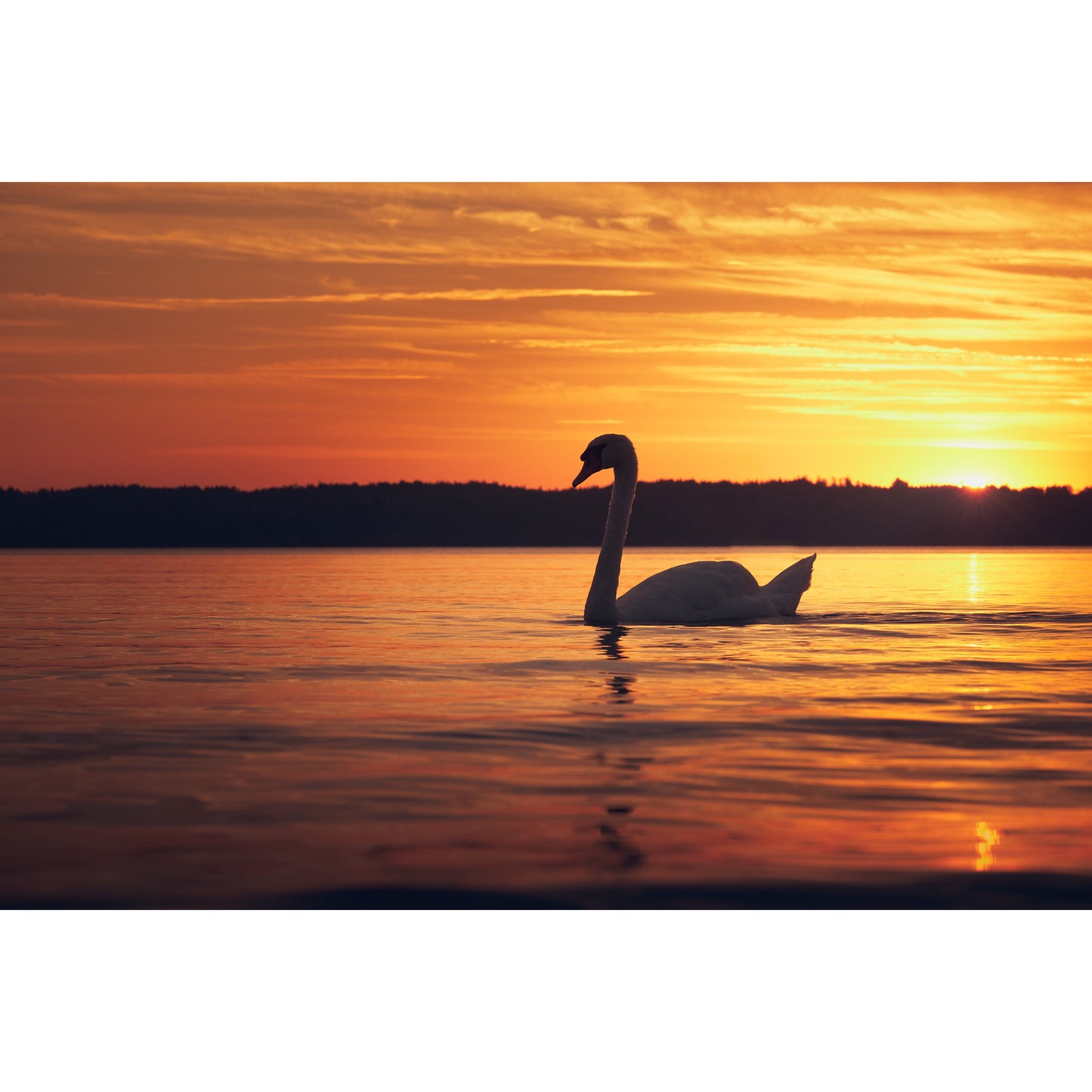 Sunset Swan