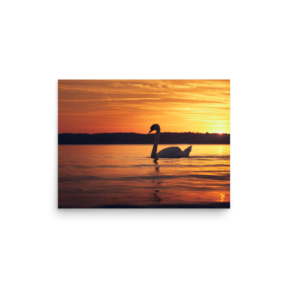 Sunset Swan