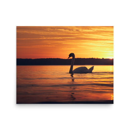 Sunset Swan