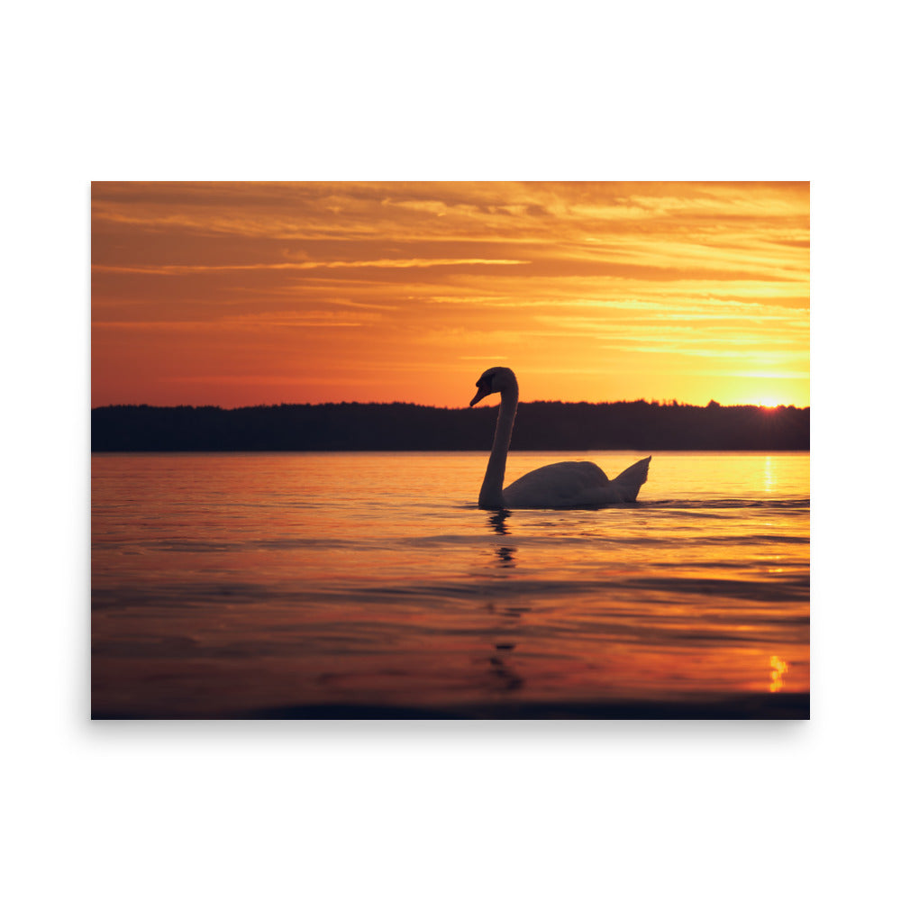 Sunset Swan