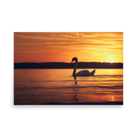 Sunset Swan